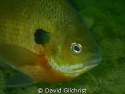 A Bluegill sunfish models for a portrait in a local Quarr... by David Gilchrist 